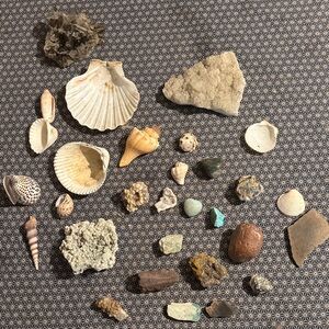 Assorted Seashell and Rock Collection